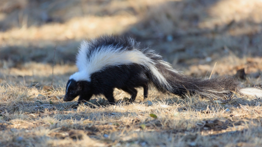 Skunk Removal in Coralville, IA Skunk Removal in Coralville, IA