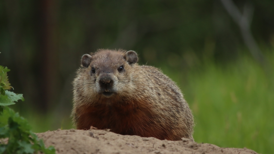 Groundhog Removal in Coralville, IA Groundhog Removal in Coralville, IA