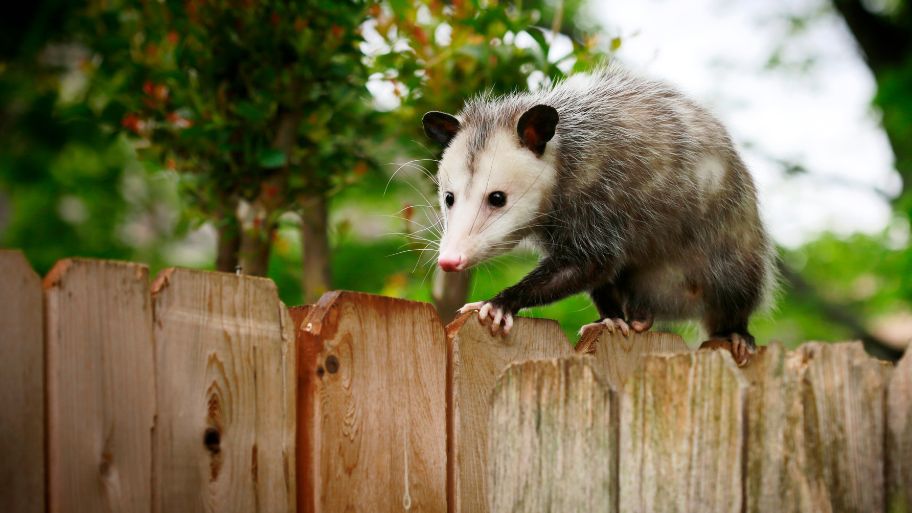 Opossum Removal in Coralville, IA Opossum Removal in Coralville, IA