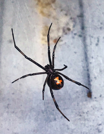 Black widow spider on web in Iowa City home – Bobcat Pest Control spider pest control services