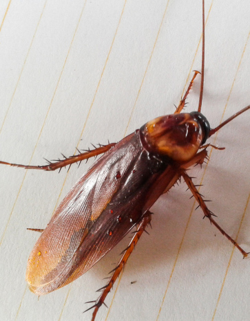 Close-up of a cockroach on lined paper Close-up of a cockroach on lined paper — Bobcat Wildlife & Pest Management providing cockroach pest control in Iowa City, IA