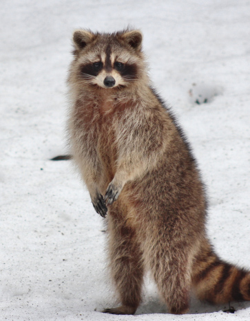 Raccoon standing on snow Raccoon standing on snow — Bobcat Wildlife & Pest Management offering humane raccoon removal services in Iowa City, IA