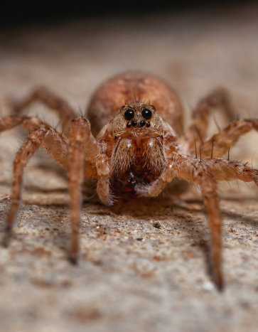 Wolf spider close-up in Iowa City home – Bobcat Pest Control spider pest control services