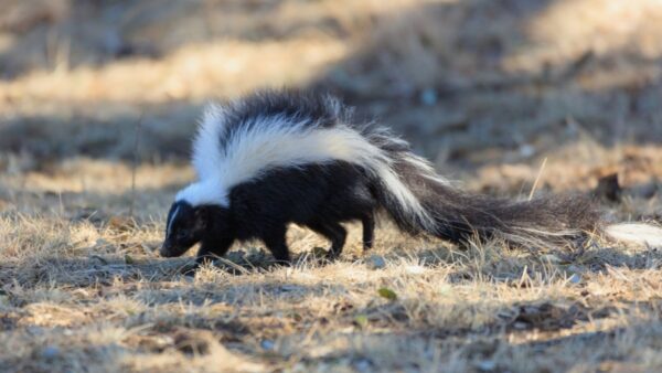 Professional Skunk Removal in Mount Vernon, IA