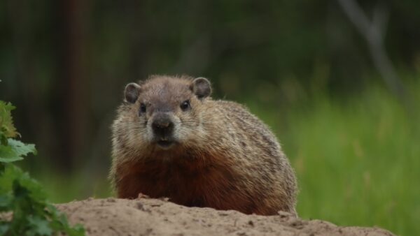 Professional Groundhog Removal in Mount Vernon, IA
