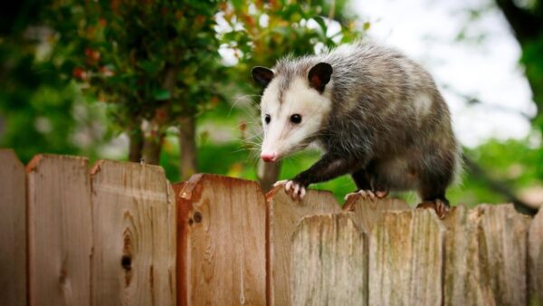 Professional Opossum Removal in Mount Vernon, IA Professional Opossum Removal in Mount Vernon, IA